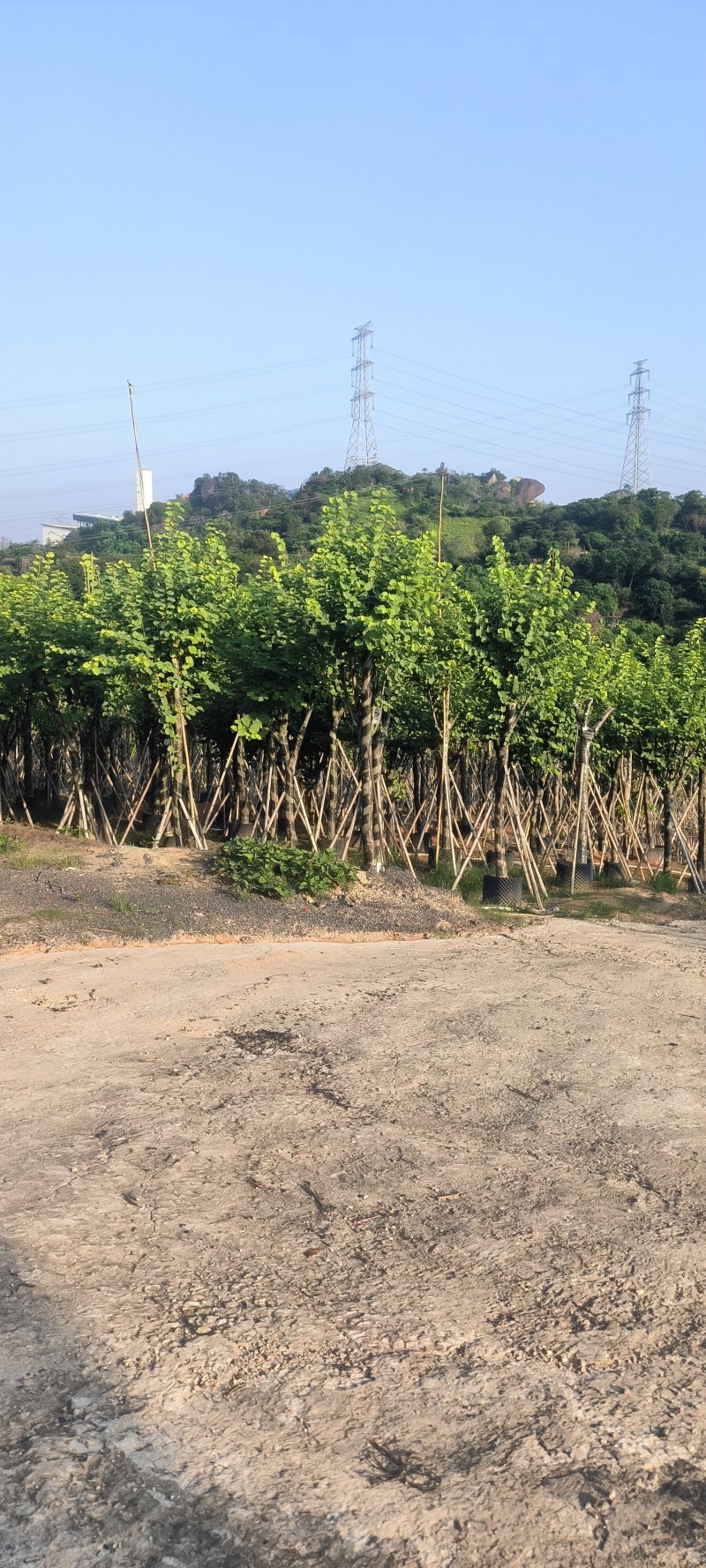 紫荆宫粉6-12公分