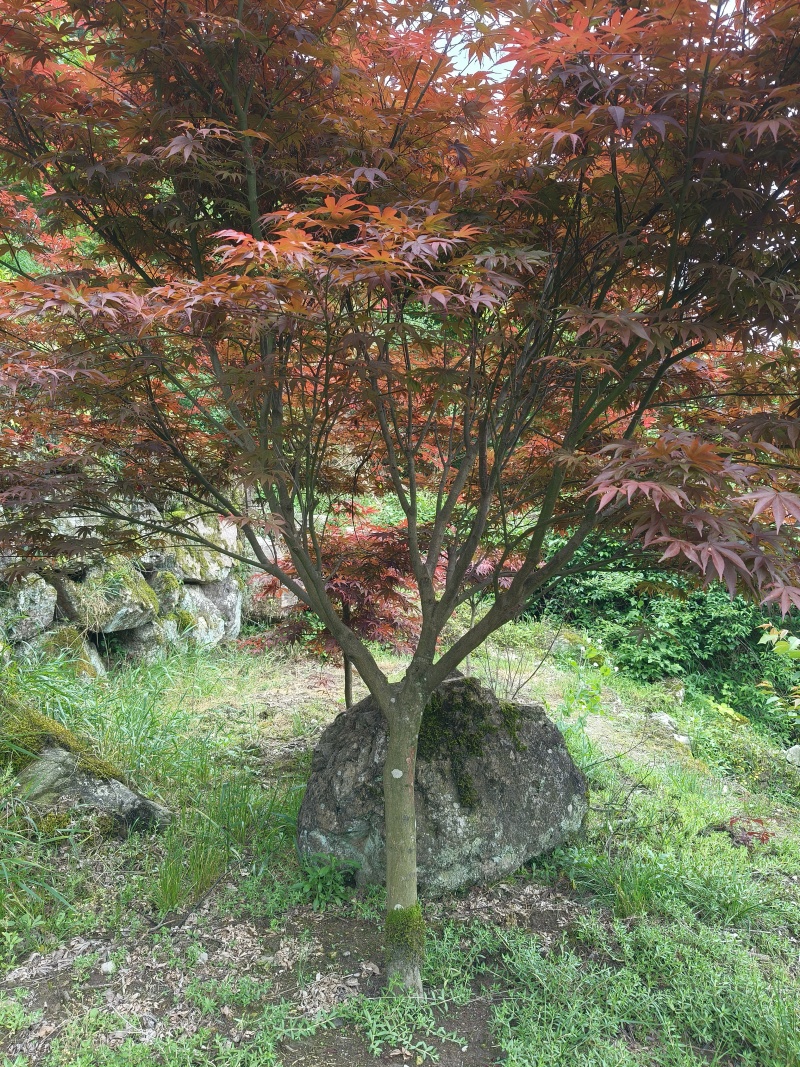 中国红枫D7cm、8cm，基地有量，欢迎来一亩田订购。