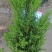 桧柏高度80Cm、1m、1.2m、1.5m，有量来订购。