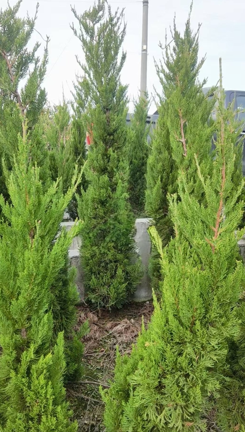 桧柏高度80Cm、1m、1.2m、1.5m，有量来订购。