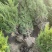 桧柏高度80Cm、1m、1.2m、1.5m，有量来订购。
