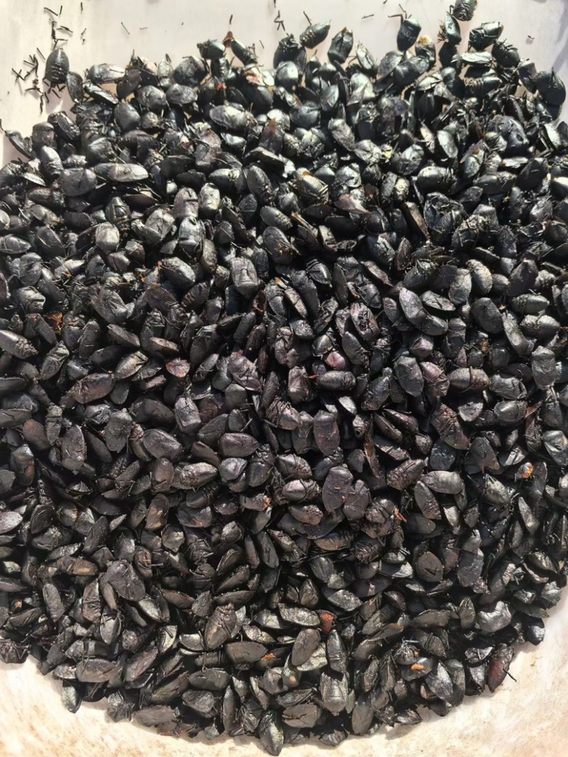 云南红河九香虫干货需要的老板联系