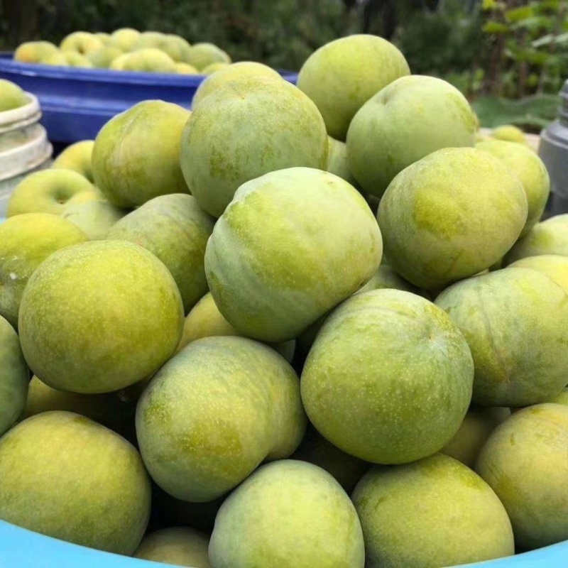 青脆李子《青脆李》量大从优，清爽脆甜，保质保量，代发全国