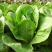 四季养生孔雀菜种籽罗马直立生菜种孑农家阳台庭院盆栽蔬菜种