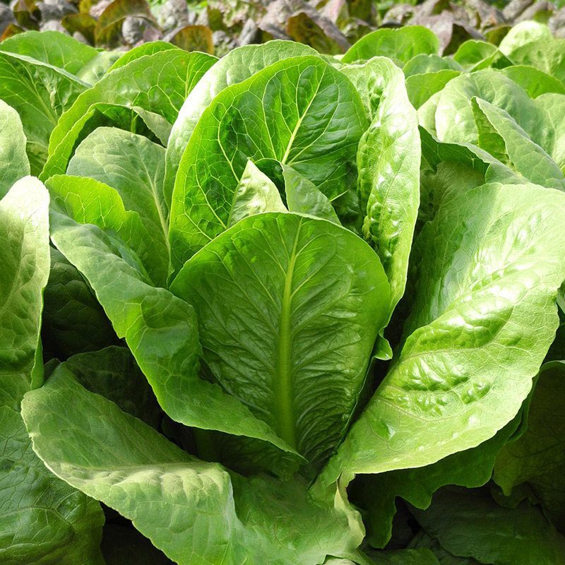 四季养生孔雀菜种籽罗马直立生菜种孑农家阳台庭院盆栽蔬菜种