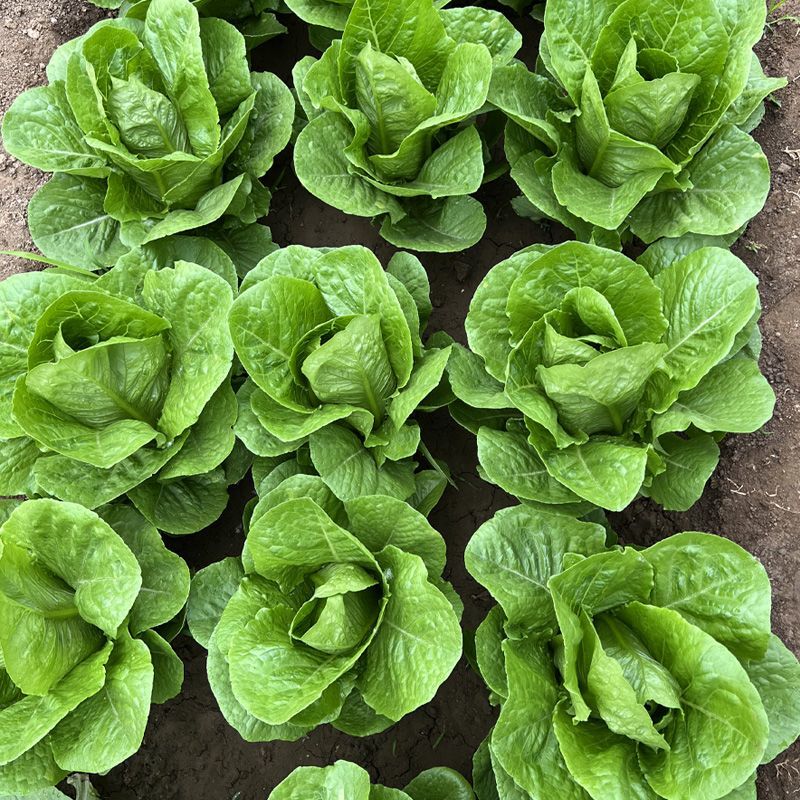 四季养生孔雀菜种籽罗马直立生菜种孑农家阳台庭院盆栽蔬菜种