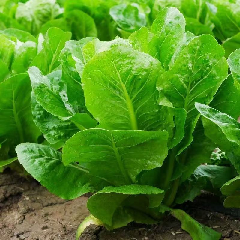 四季养生孔雀菜种籽罗马直立生菜种孑农家阳台庭院盆栽蔬菜种