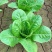 四季养生孔雀菜种籽罗马直立生菜种孑农家阳台庭院盆栽蔬菜种