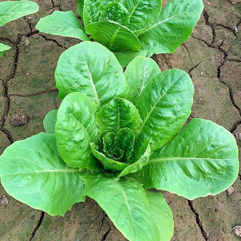 四季养生孔雀菜种籽罗马直立生菜种孑农家阳台庭院盆栽蔬菜种