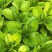 四季养生孔雀菜种籽罗马直立生菜种孑农家阳台庭院盆栽蔬菜种