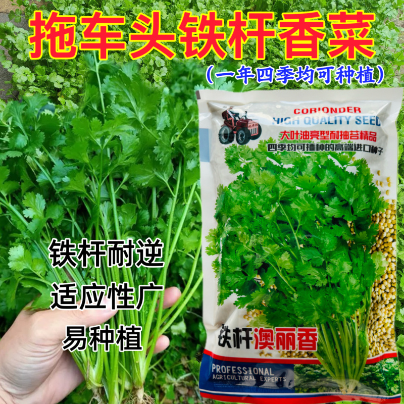 铁杆澳丽香大叶油亮型香菜种子高产抗病耐寒四季耐抽苔