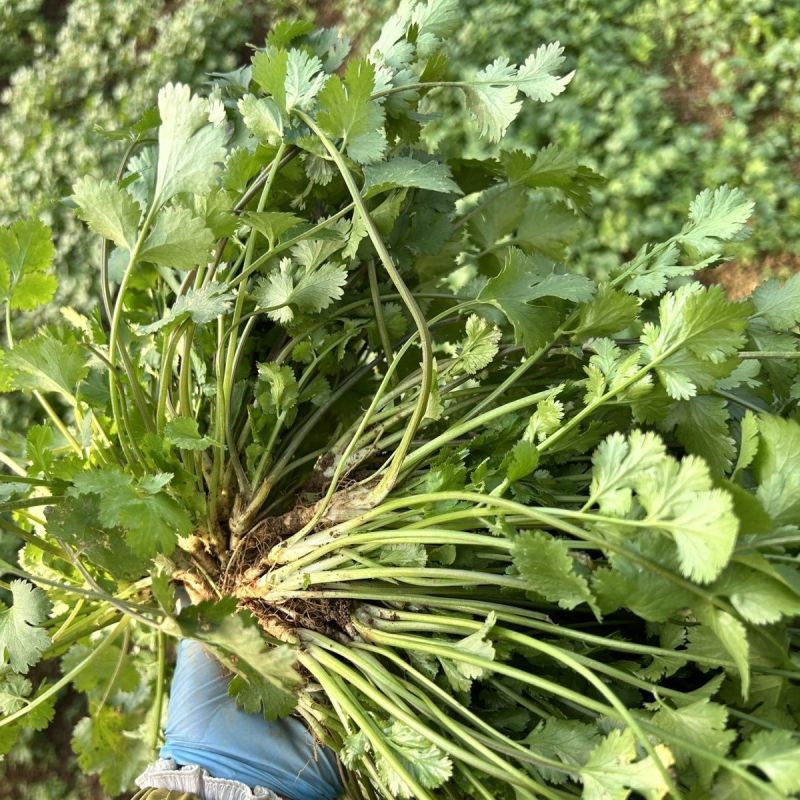 安瑟米3天生香菜种子铁杆香菜种子大叶抗倒伏可四季播种耐寒