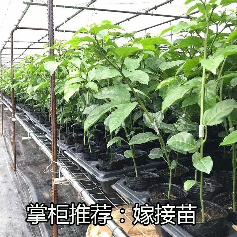 广西黄金百香果嫁接苗超甜大果百香果苗四季爬藤南方种植