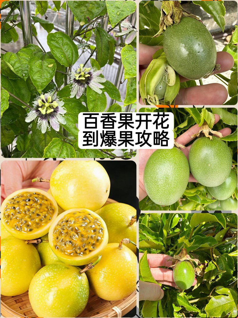 广西黄金百香果嫁接苗超甜大果百香果苗四季爬藤南方种植