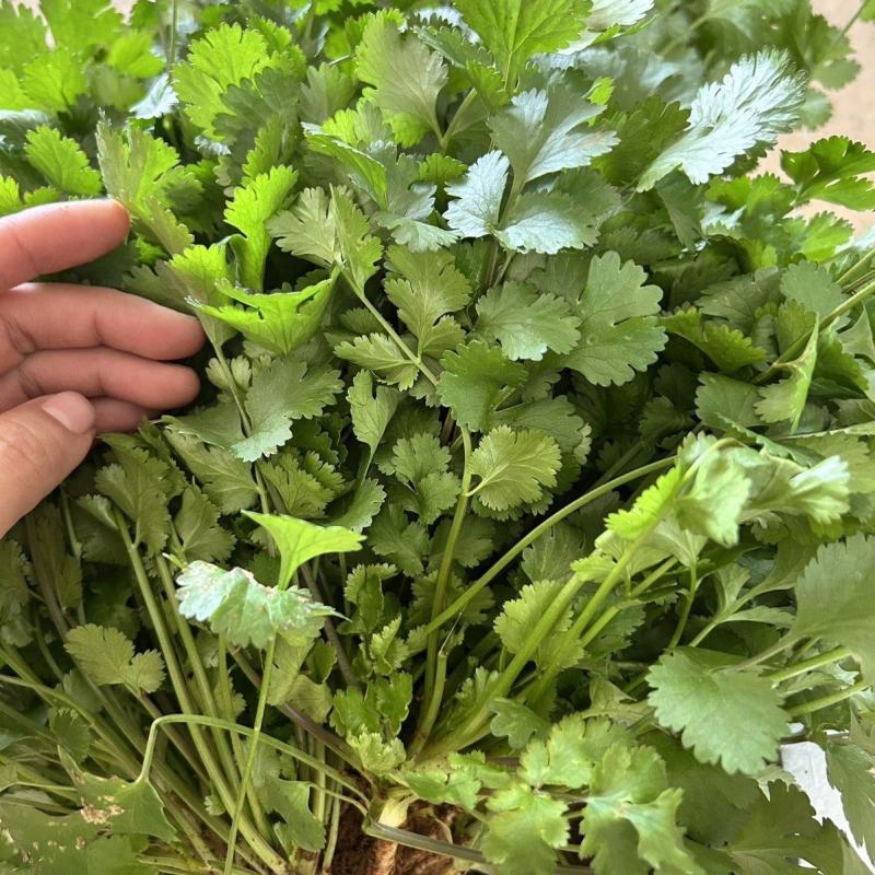 美国进口耐热香菜种子高产耐抽薹抗热43度农户夏季大面积种