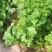 美国进口耐热香菜种子高产耐抽薹抗热43度农户夏季大面积种