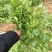 美国进口耐热香菜种子高产耐抽薹抗热43度农户夏季大面积种