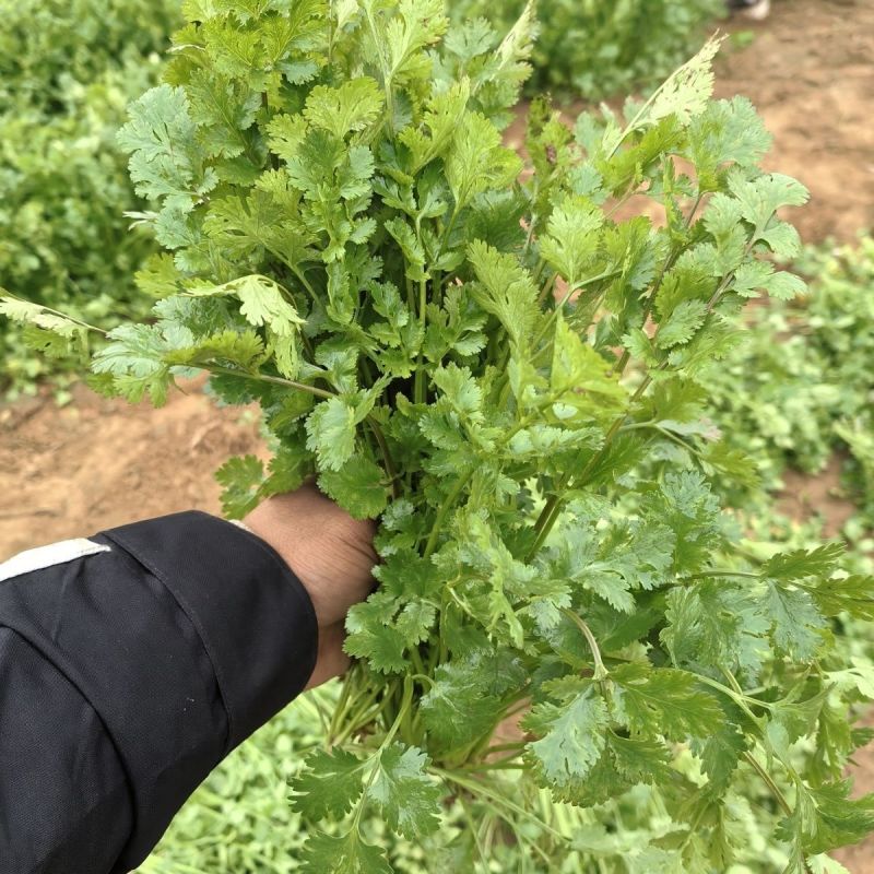 美国进口耐热香菜种子高产耐抽薹抗热43度农户夏季大面积种