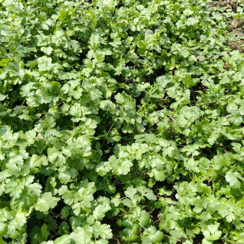 美国进口耐热香菜种子高产耐抽薹抗热43度农户夏季大面积种