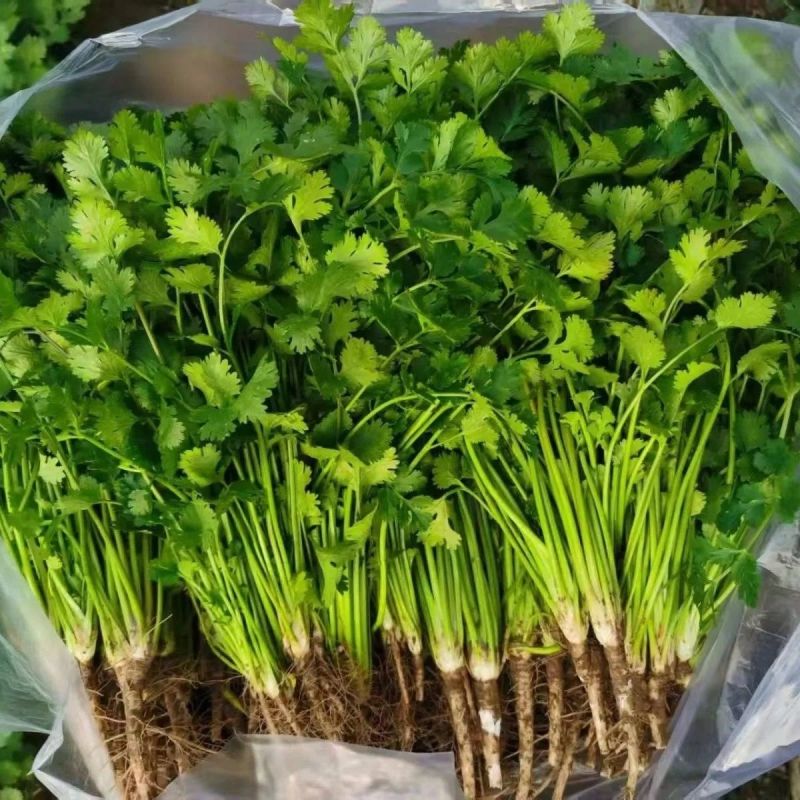 美国进口耐热香菜种子高产耐抽薹抗热43度农户夏季大面积种