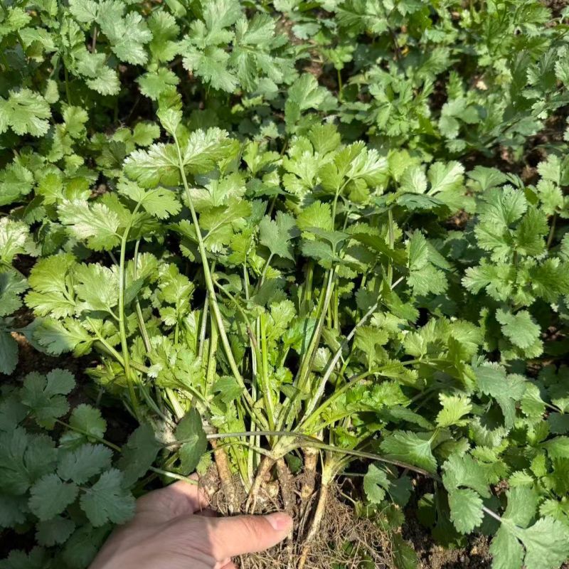 美国进口耐热香菜种子高产耐抽薹抗热43度农户夏季大面积种