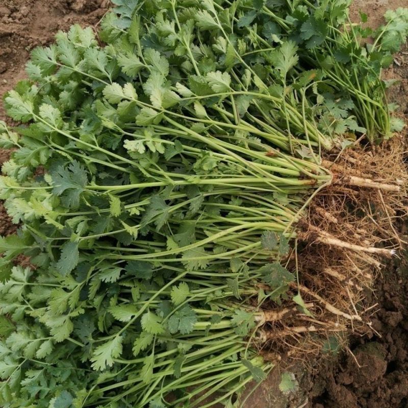 美国进口耐热香菜种子高产耐抽薹抗热43度农户夏季大面积种