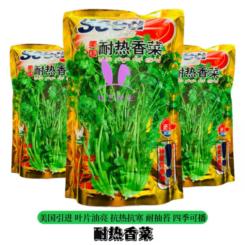 美国进口耐热香菜种子高产耐抽薹抗热43度农户夏季大面积种