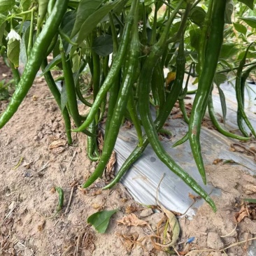 三号线椒