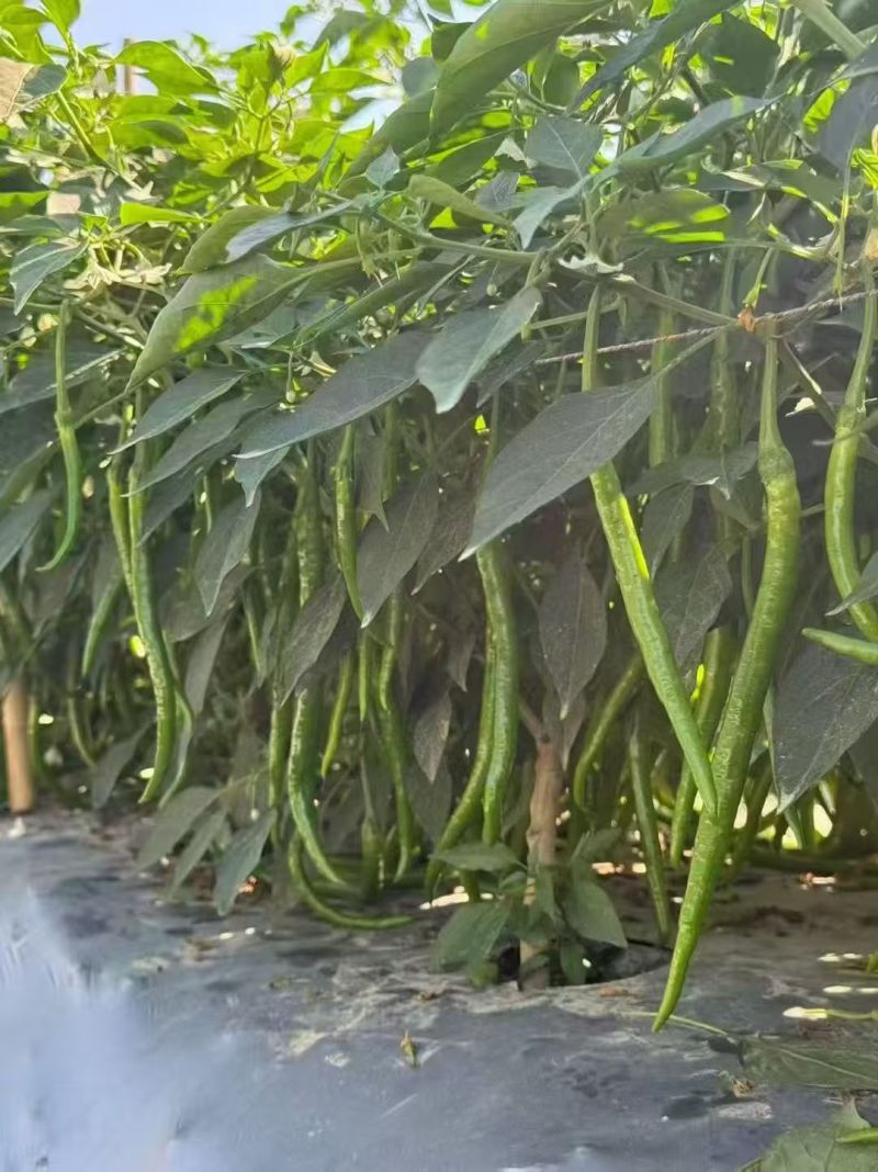 三号线椒