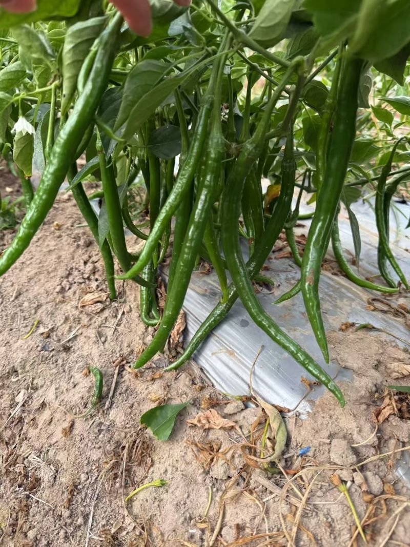 三号线椒