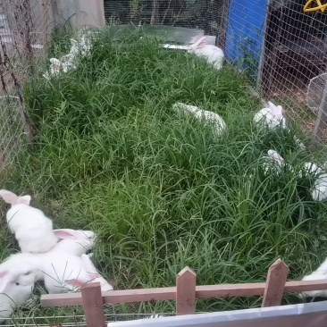 散养兔吃草长大