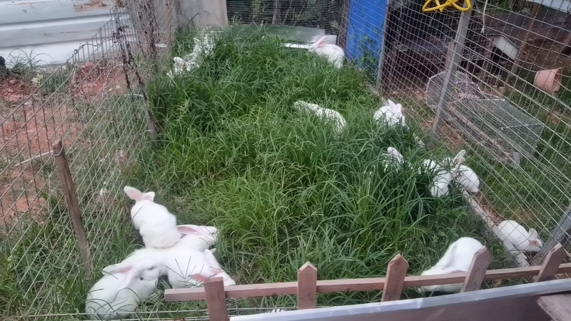 散养兔吃草长大