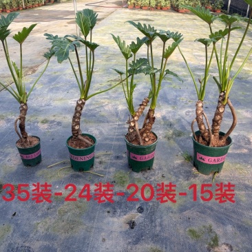 龙鳞小天使提根大小规格现货常年供应