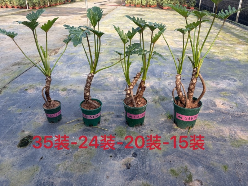 龙鳞小天使提根大小规格现货常年供应
