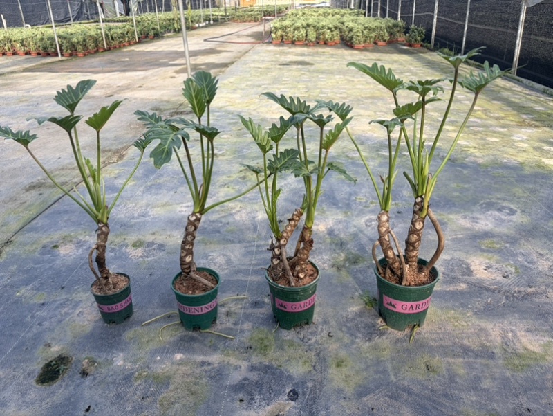龙鳞小天使提根大小规格现货常年供应