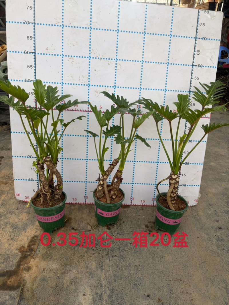 龙鳞小天使提根大小规格现货常年供应