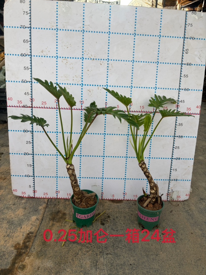 龙鳞小天使提根大小规格现货常年供应
