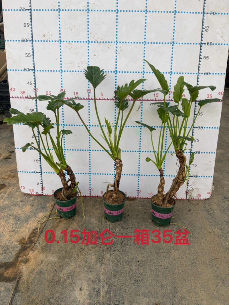 龙鳞小天使提根大小规格现货常年供应
