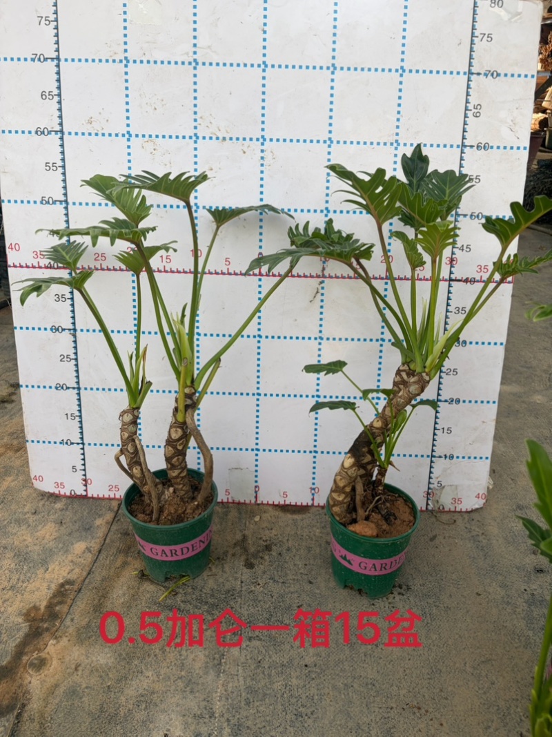 龙鳞小天使提根大小规格现货常年供应