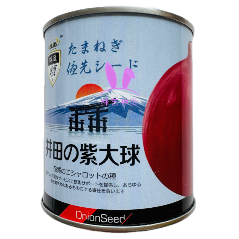 井田紫大球洋葱种子中日照半高椿型紫红皮扁圆球形葱蔬菜籽