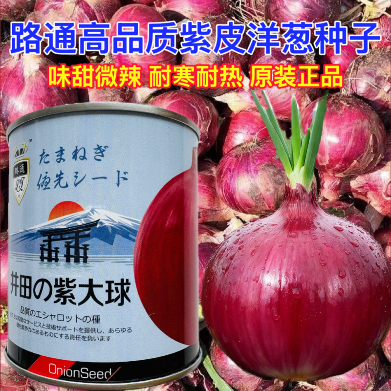 井田紫大球洋葱种子中日照半高椿型紫红皮扁圆球形葱蔬菜籽
