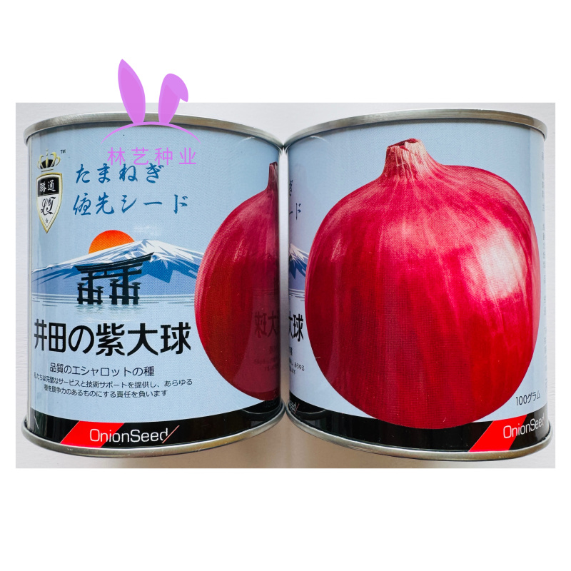 井田紫大球洋葱种子中日照半高椿型紫红皮扁圆球形葱蔬菜籽