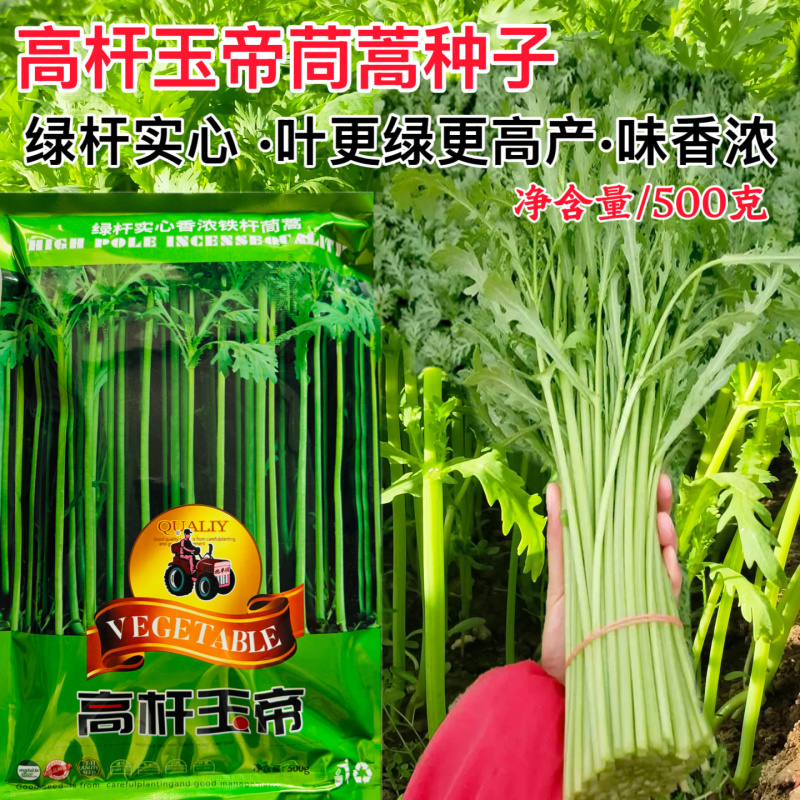 高杆玉帝绿杆茼蒿种子铁杆油亮实心产量高生长速度快大田专用