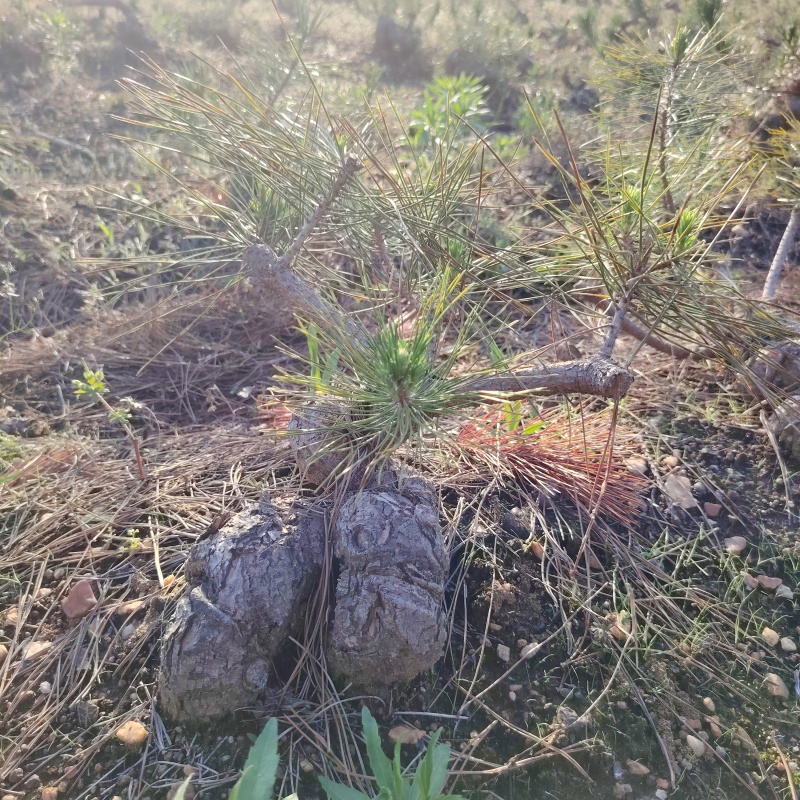 造型黑松