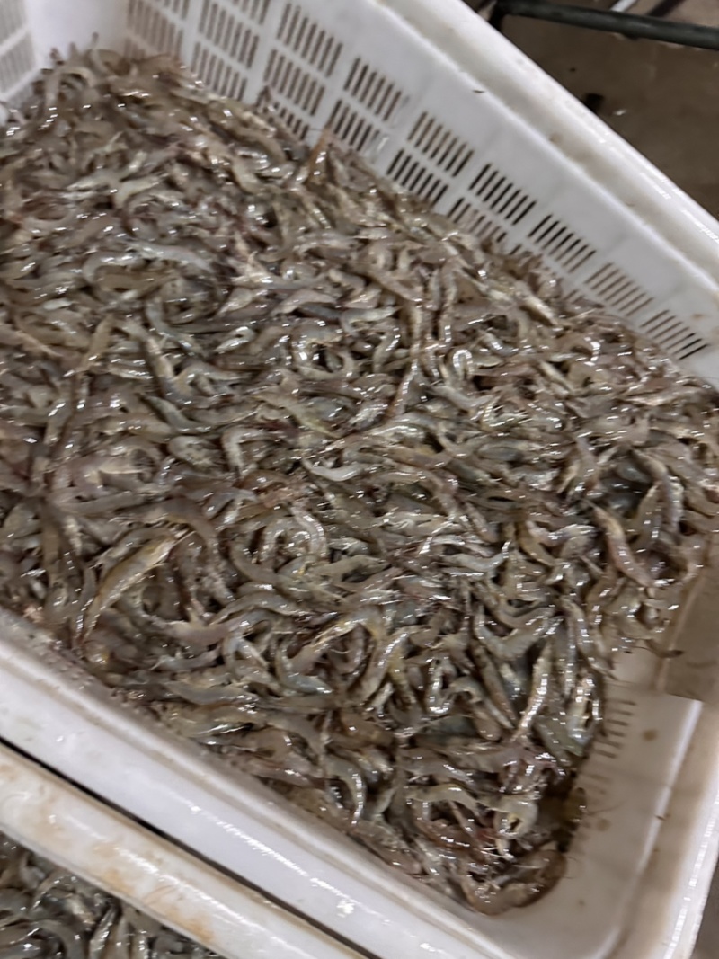 南美白对虾，9.9元/斤，数量有限