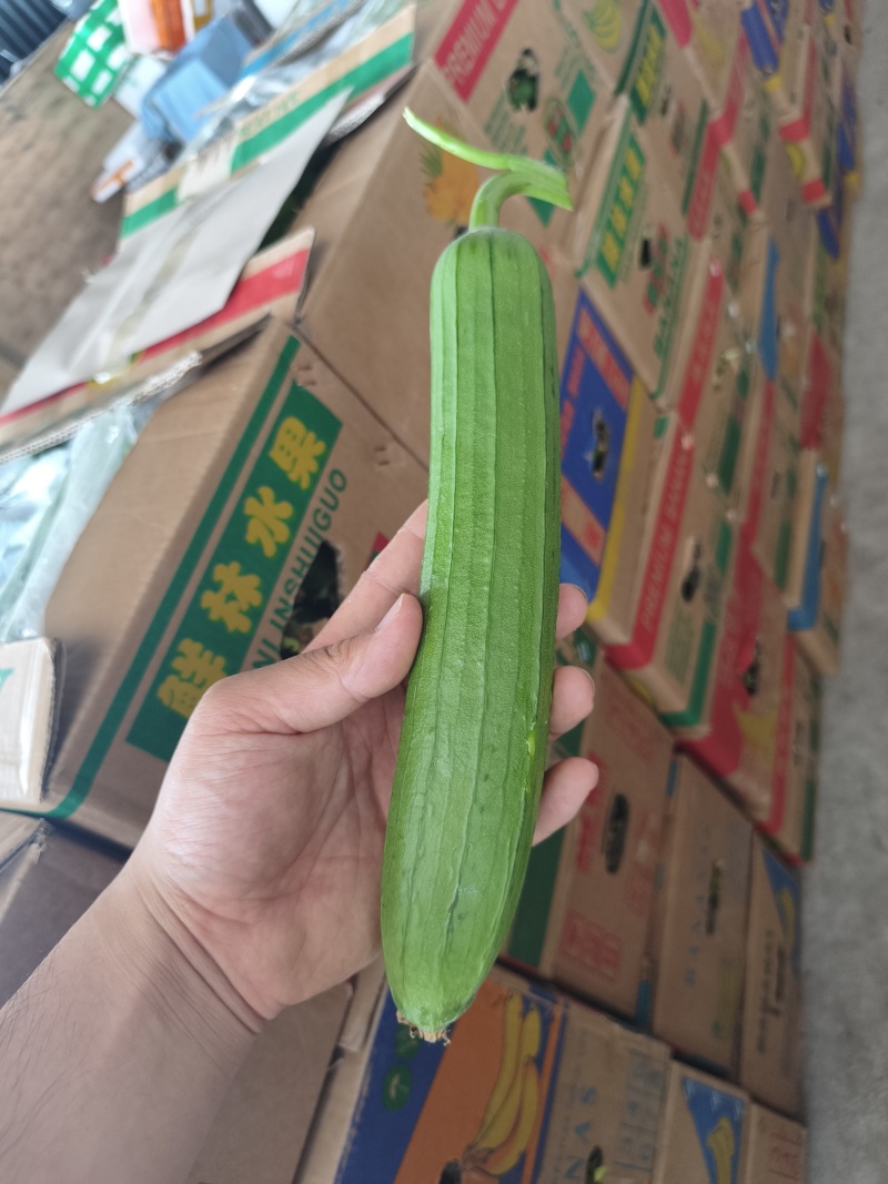 油皮丝瓜/小香丝瓜/香丝瓜/小丝瓜