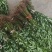 山苍子苗