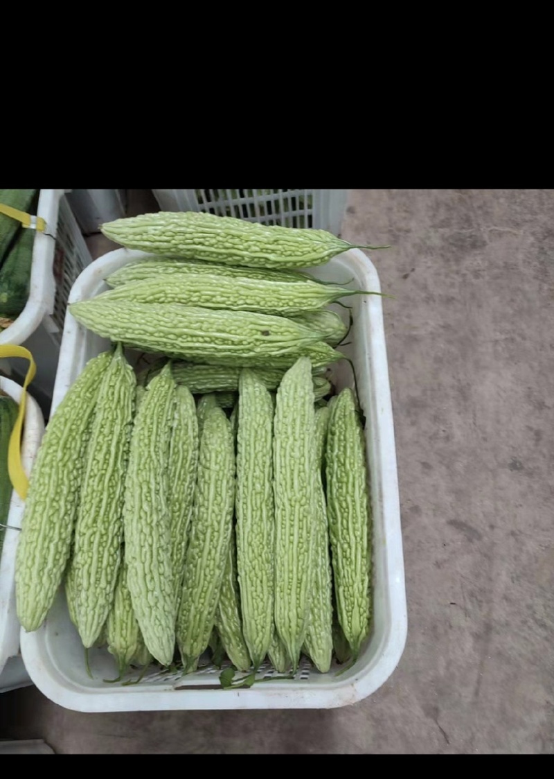 四川精品油苦瓜大量上市产地直供价格实惠联系
