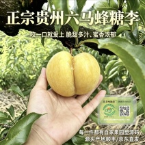 正宗贵州六马蜂糖李自有果园提供授权溯源码支持一件代发