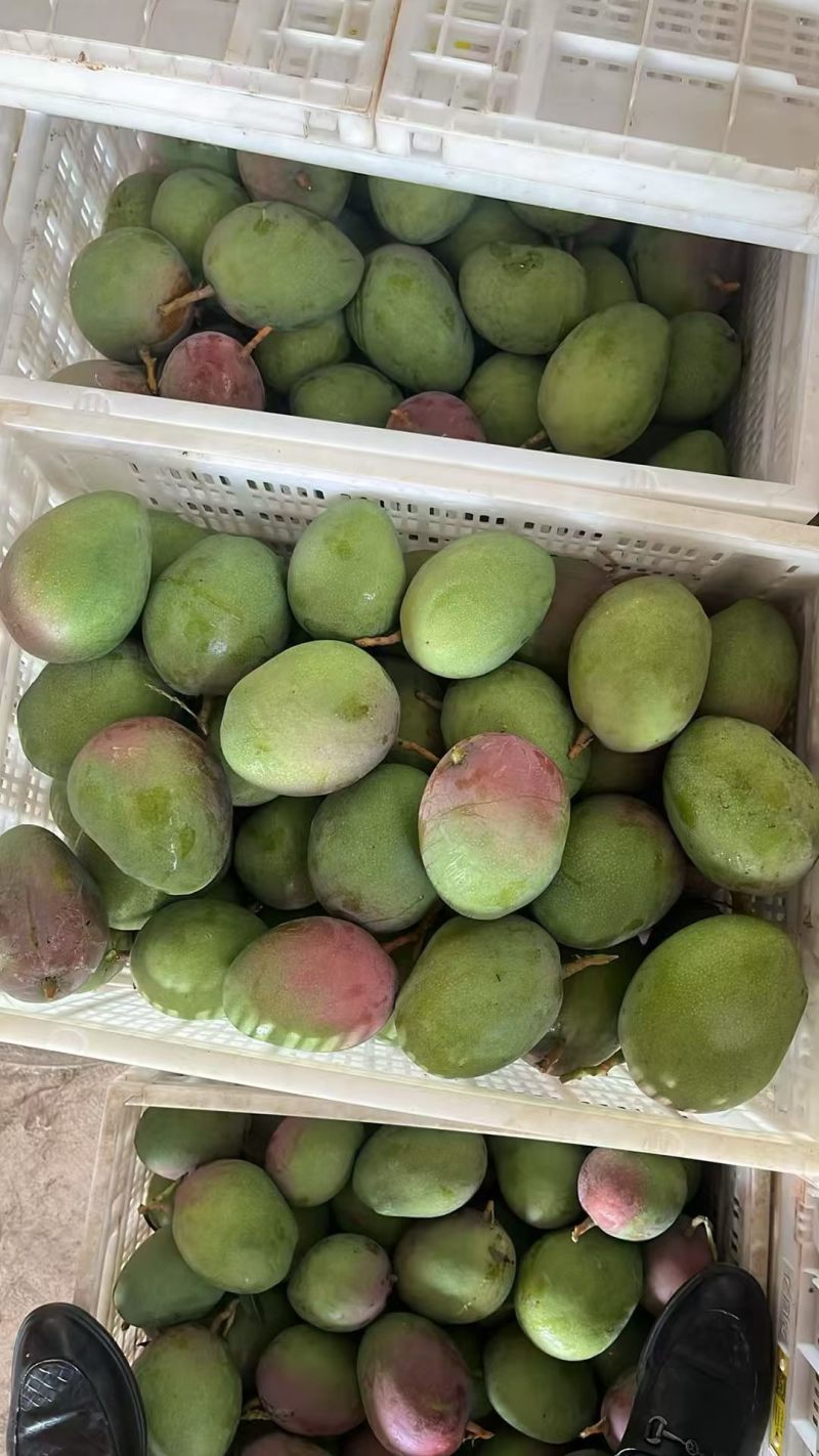 【一件代发】芒果苹果芒对接各大电商社区团购